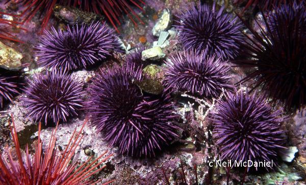 Photo of Strongylocentrotus purpuratus by <a href="http://www.seastarsofthepacificnorthwest.info/">Neil McDaniel</a>
